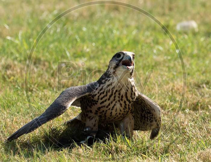 Mantling Lanner Falcon, Falco Biarmicus, Shielding Falconers Lure After Display