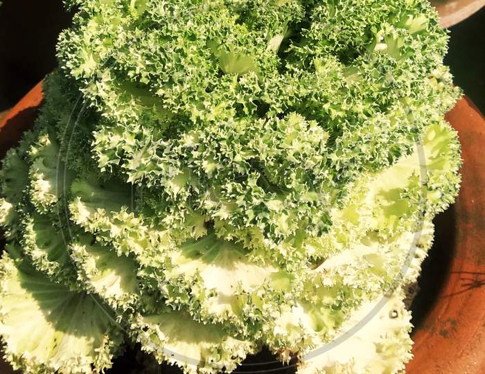 Lettuce ( letucea sativa )