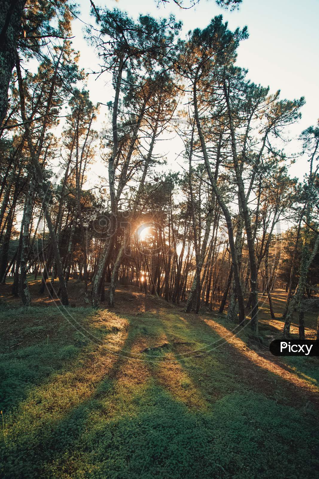 Forest During A Sunset With The Tree Shadows And A Green Grass With Copy Space