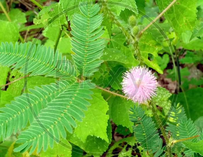 Beautiful "Mimosa Pudica" flower