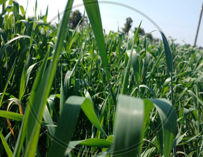 Sugarcane Field Leaves Closeup