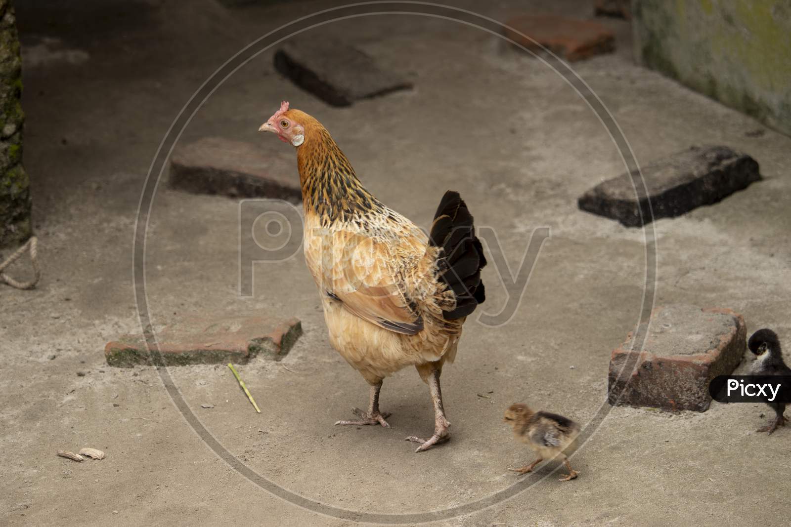 Speckled Hen With Baby Chicken. Chicken With Chicks Home Firm In Village. Hen Finding Food With Chicks In Outdoor. Brown,White And Black Mixed Color Hen.Grey Fluffy Mother Hen With Offspring Chickens.