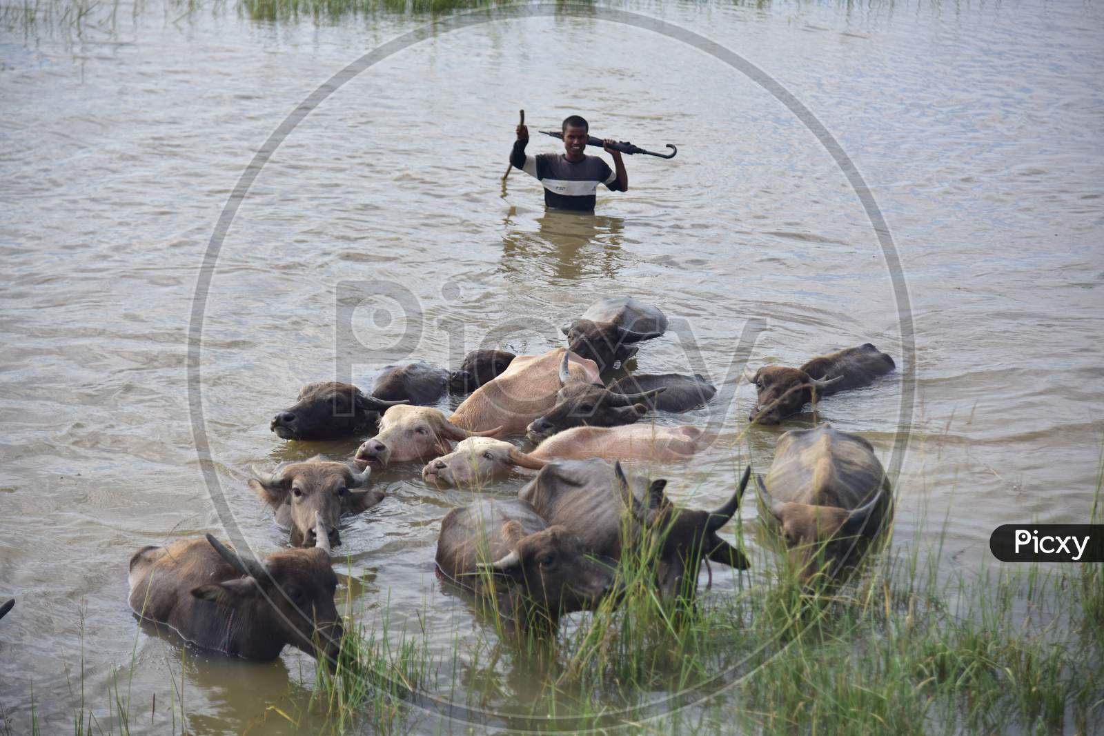 A villager guides his cattle towards safer place from a flood-hit village near Kampur  in Nagaon district of Assam, Friday, Sept. 25, 2020