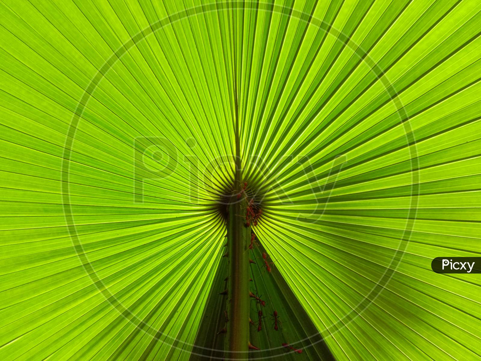 Green palm leaf pattern background