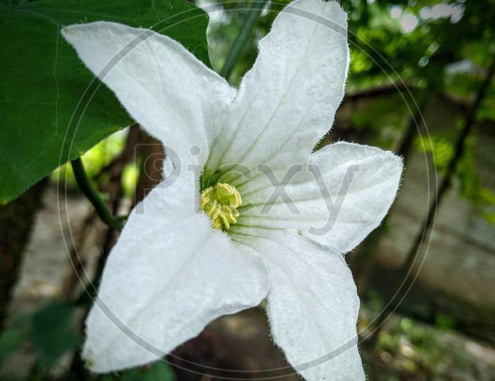 Very beautiful coccinia indica flower