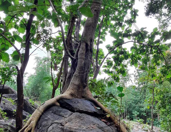 The root of the tree has found it's destination. The wonderfull tree in the forest on the rock but the root of the tree founded the land by fasten the rock.