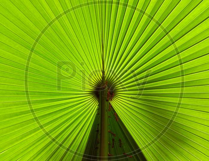 Green palm leaf pattern background