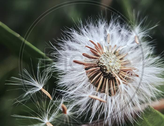 A dandelion flower after full blooming