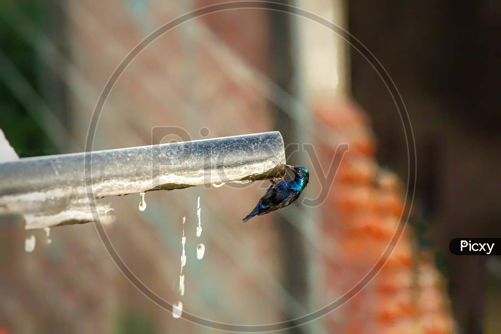 A humming bird drinking water from pipe