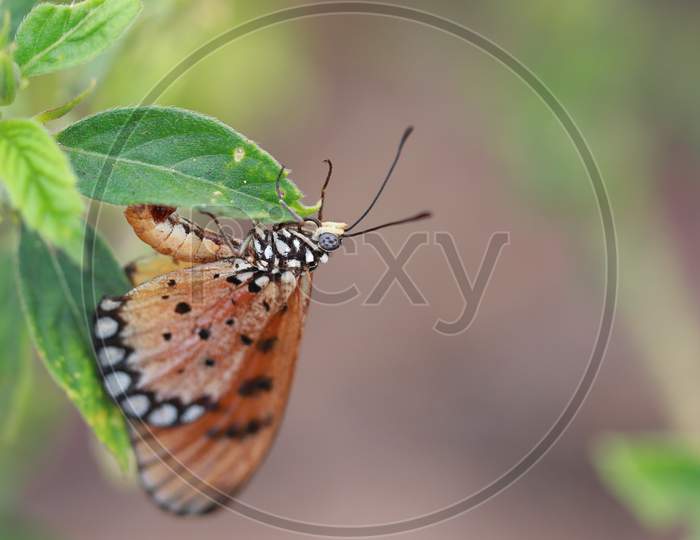 Tawny Coster A Butterfly Lay Eggs Under The Green Leaf