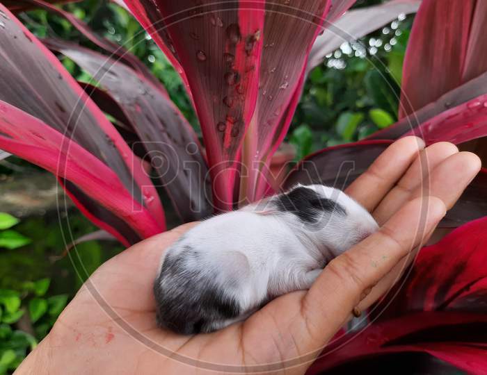Baby rabbit,little bunny