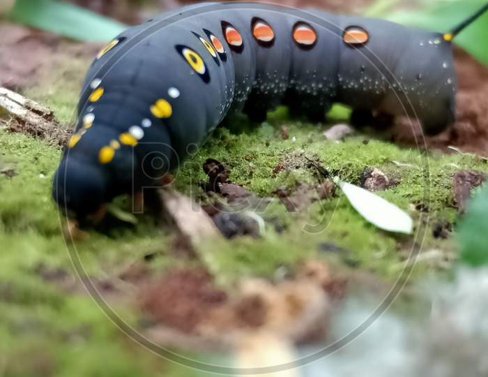 Black insect in garden