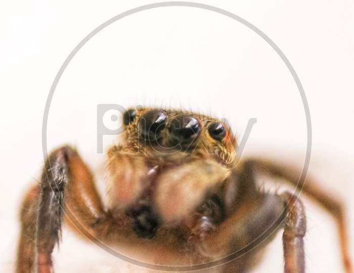 Spider, macro photo