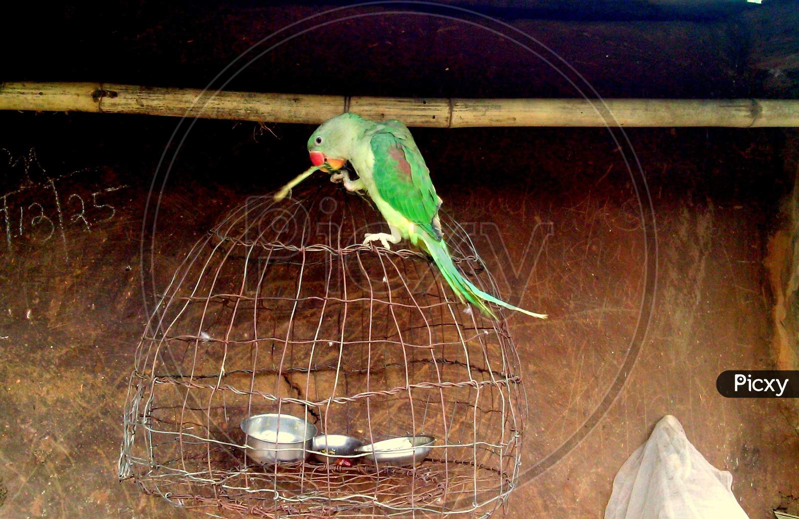 Parrot is sitting on the top of the cage.