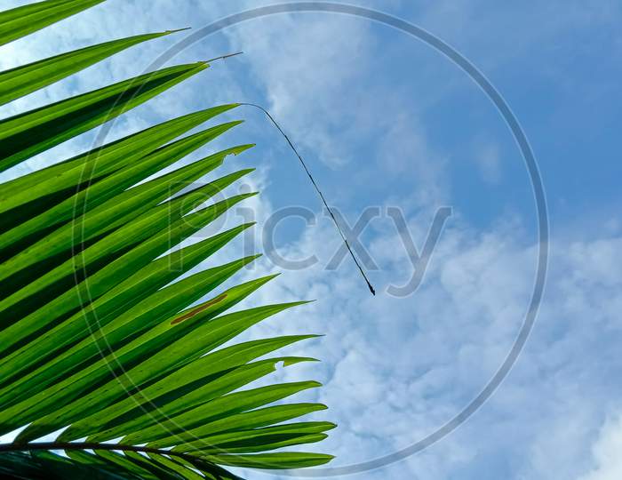 Beautiful palm leaf pattern in front of blue sky