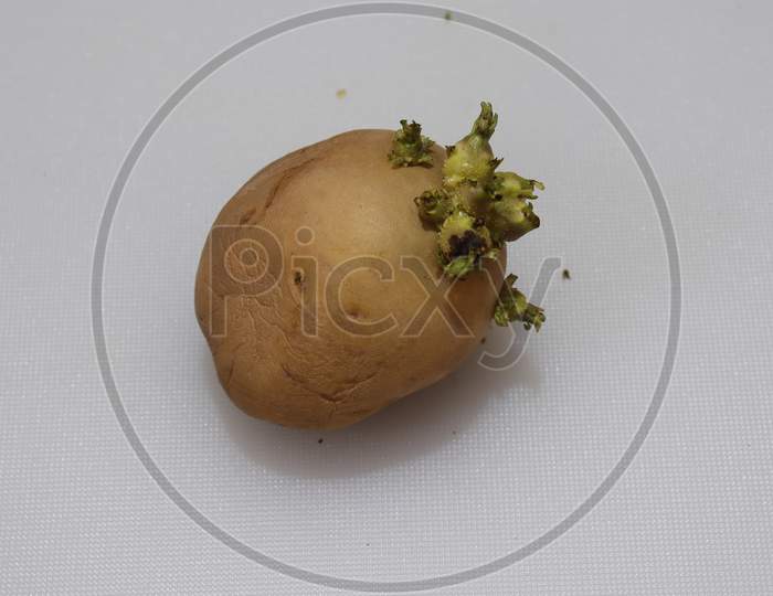 Fresh Organic Potatoes isolated on white background
