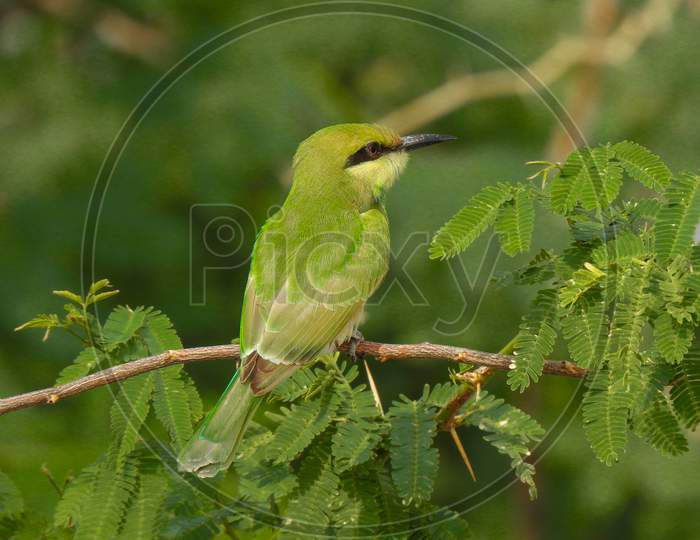 Bird on branch, Green bird, Sparrow
