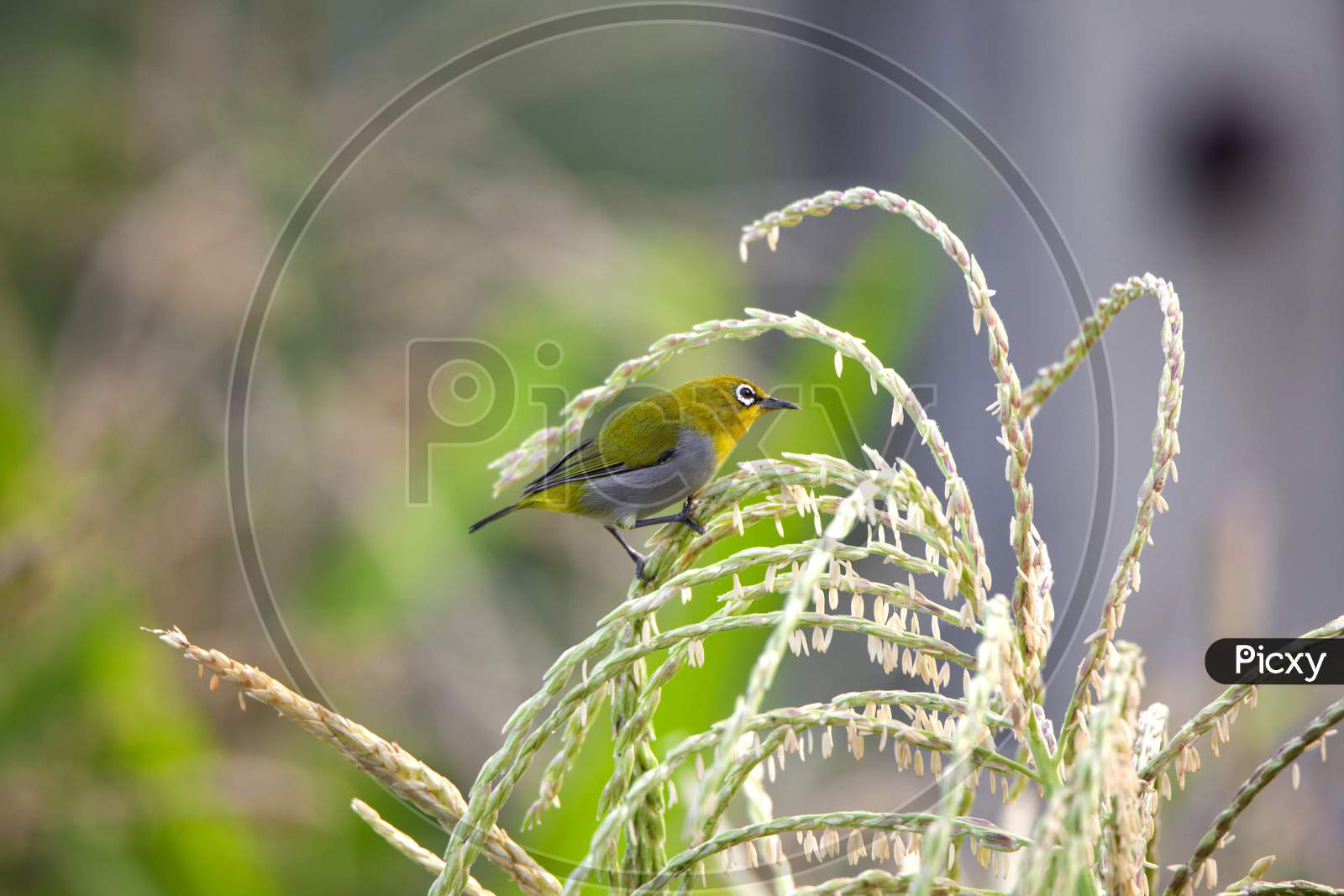 Yellow Sunbird
