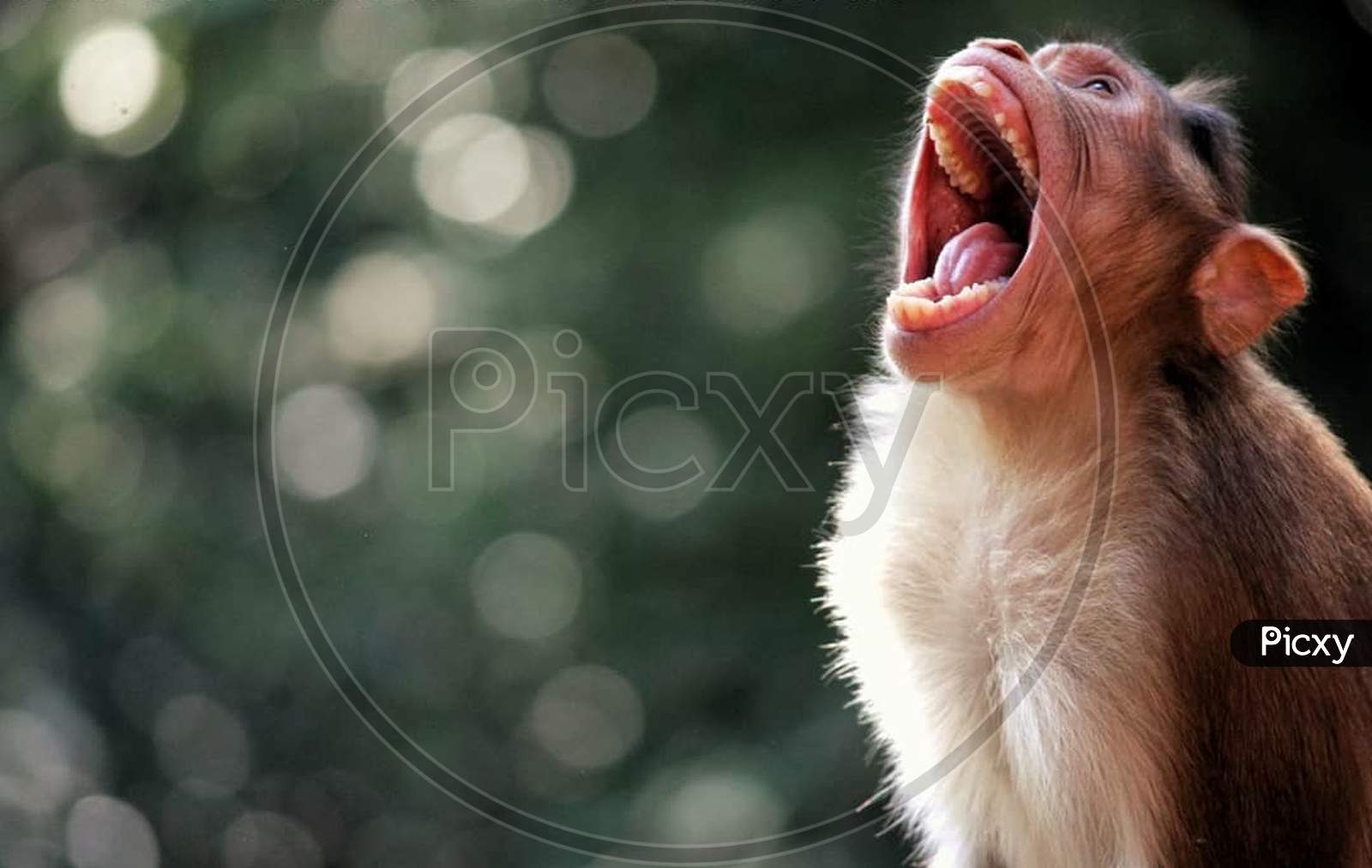 Wild life A Monkey Yawning