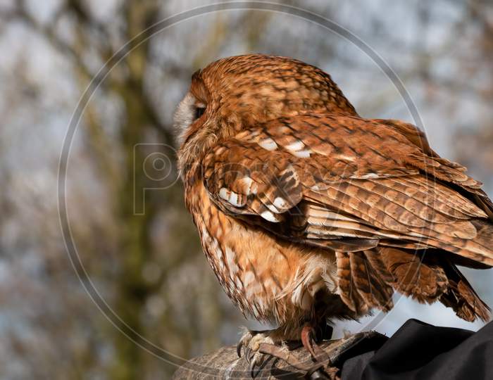 Falconry Tawny Owl, Strix Aluco, Perched On Falconer Glove