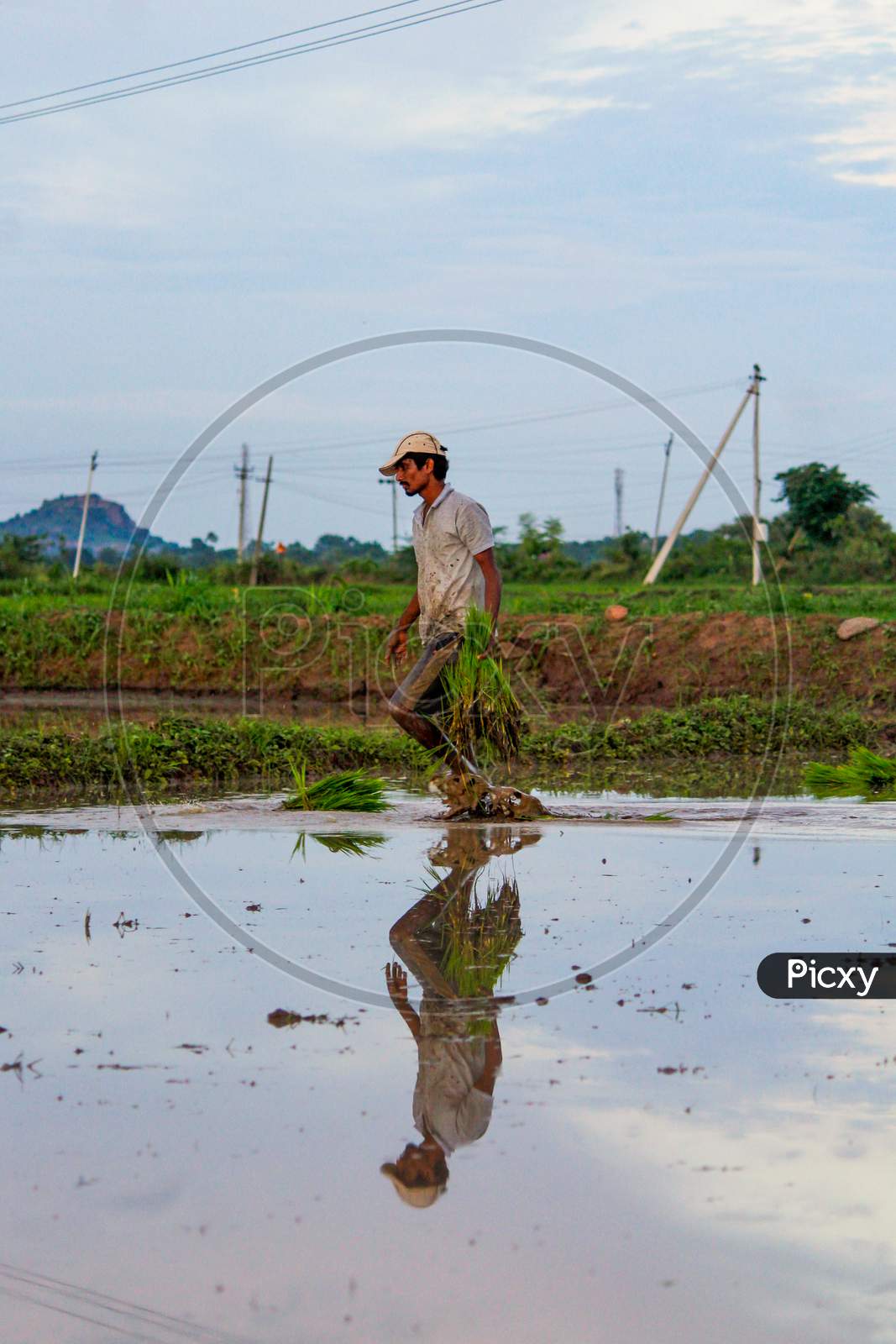 Farmer sowing paddy crops in field