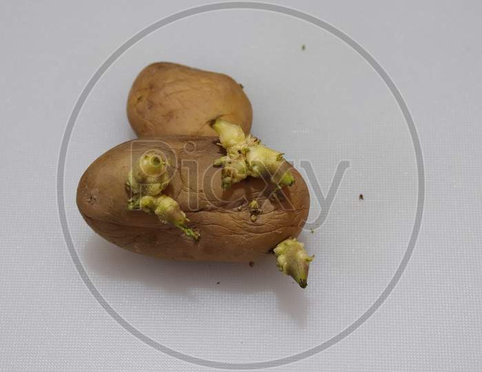 Fresh Organic Potatoes isolated on white background