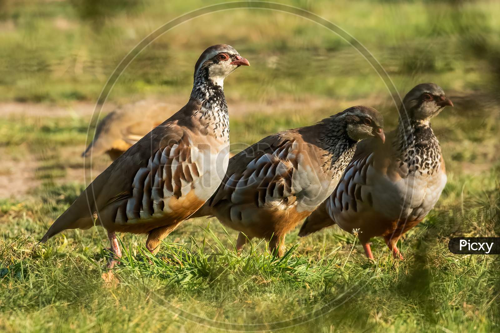 3 French Hens  Aka Red Legged Partridge, Alectoris Rufa, On Grassland