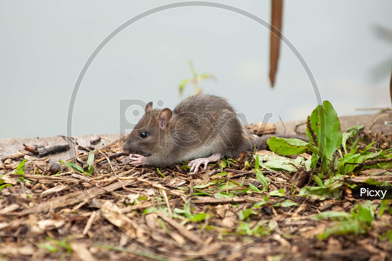 Young Wild Brown Rat, Rattus Norvegicus, Munching On Fallen Fishing Bait