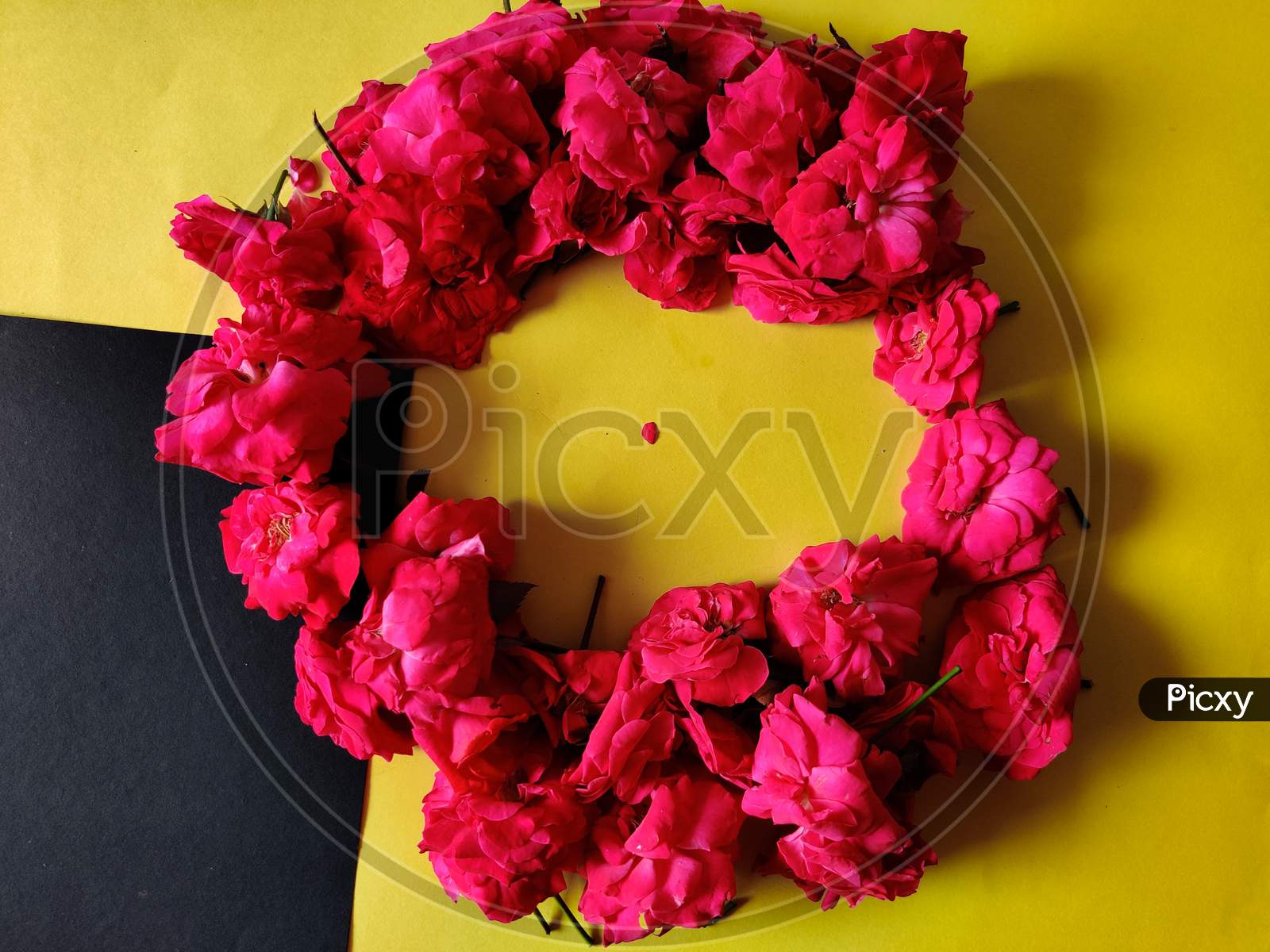 Circle Shaped Beautiful Pink Roses. Isolated On Yellow Background.