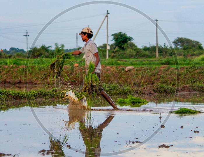 Farmer sowing paddy crops in field