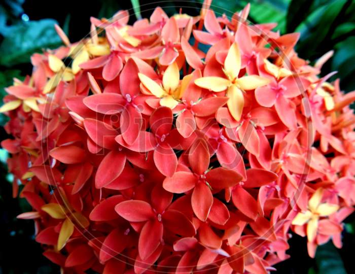 Ixora coccinea flower