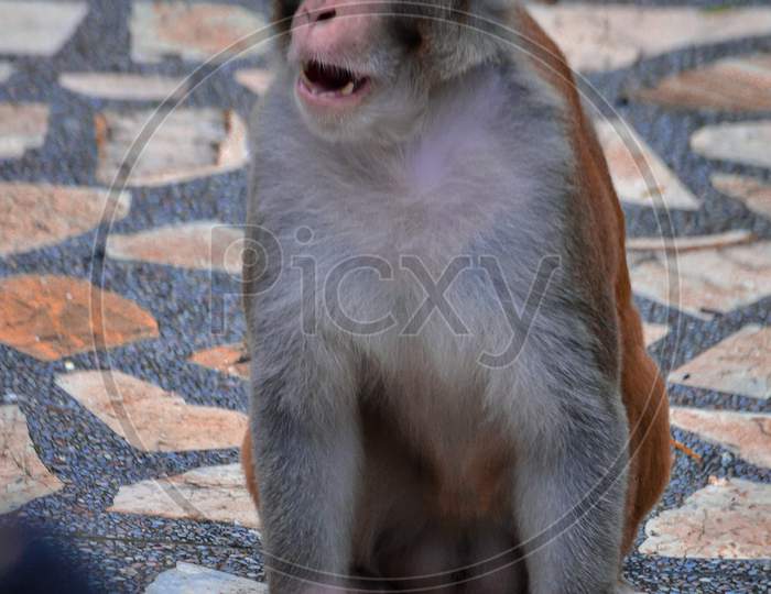 Funny reaction of monkey