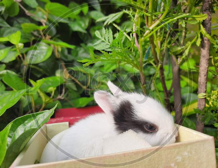 Baby rabbit, little bunny