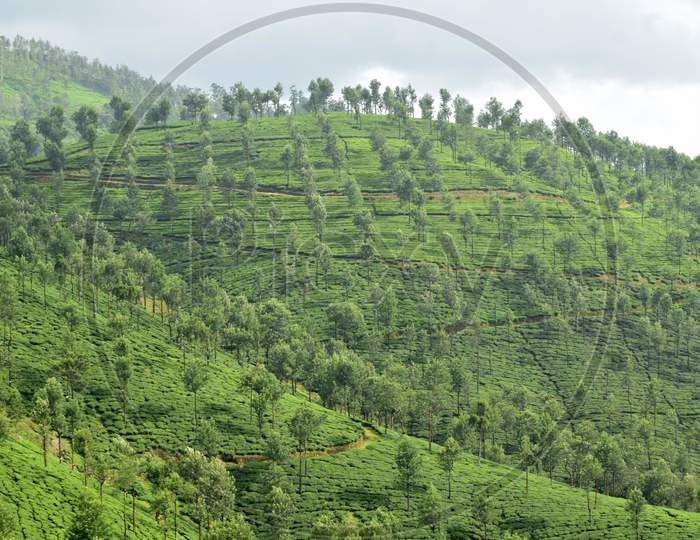 Tea Plantation On A Hill In Valparai Tamilnadu India