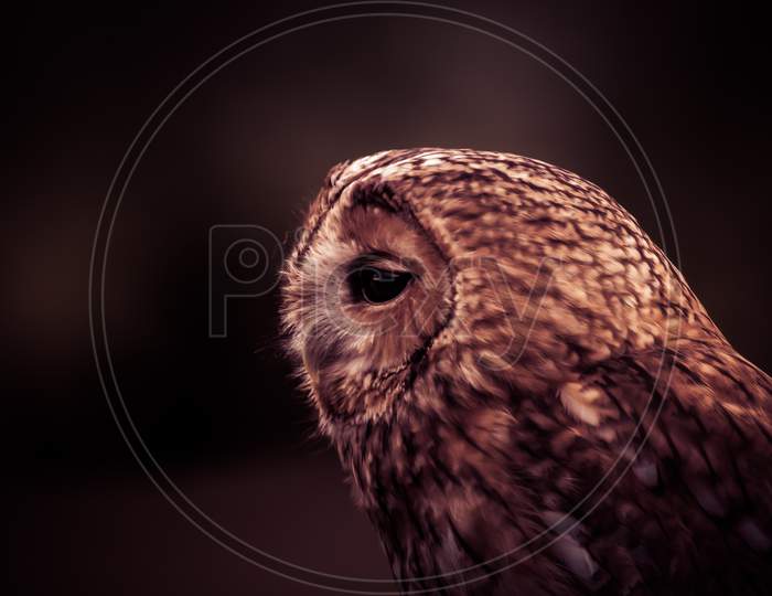Magnificent Moody Tawny Owl, Strix Aluco, Looking Towards Left