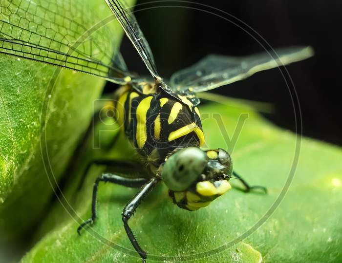 A Dragonfly Is Perched On The Leaves Of A Green Tree. This Is A Garden.