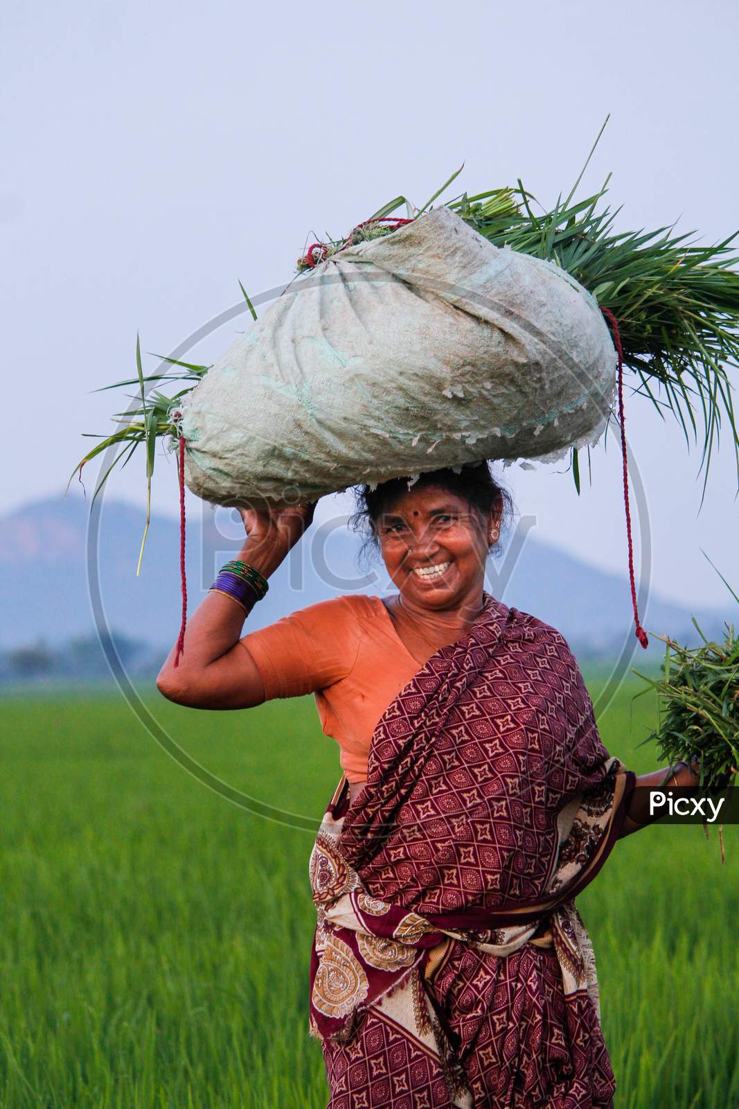 Women returning from agriculture fields after work