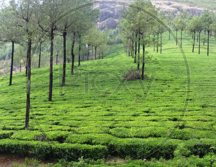 tea garden in Munnar