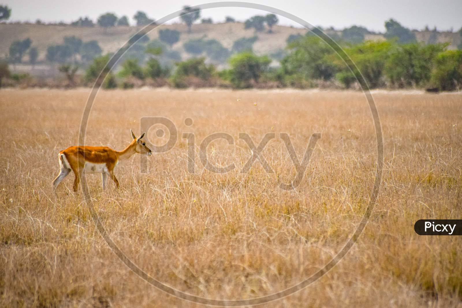 Deer in sanctuary