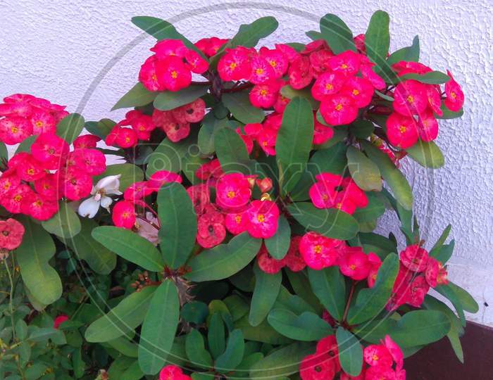 Red Euphorbia Milii flower.