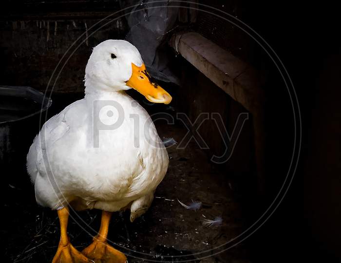 A beautiful duck