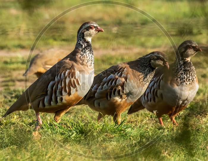 3 French Hens  Aka Red Legged Partridge, Alectoris Rufa, On Grassland