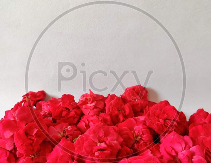 Copy Space Of Pink Roses. White Background