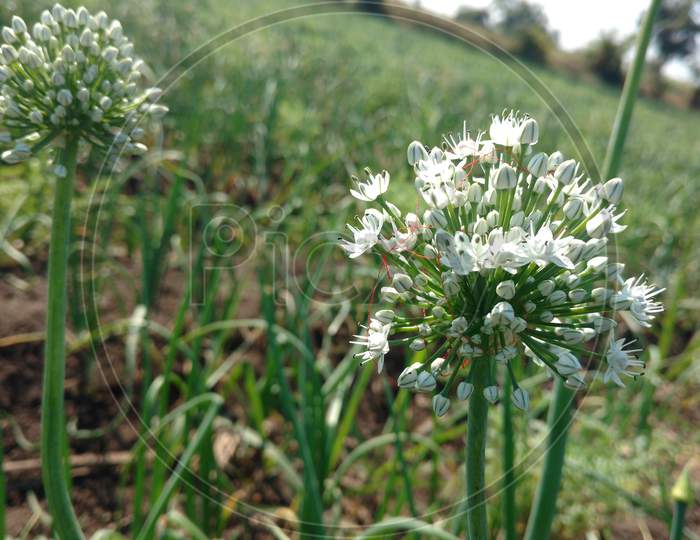 White Onion Flower Bloomed Of Allium, Daylight