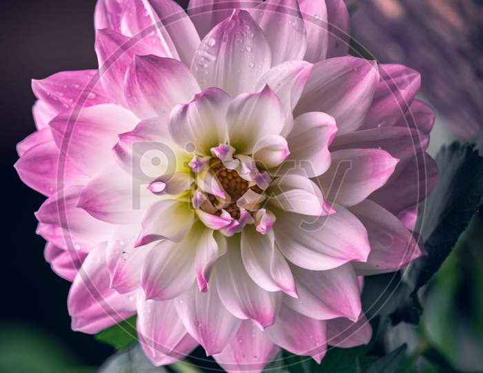 Beautiful Dahlia flower in garden