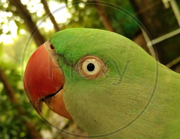 Parrot eyes....🦜