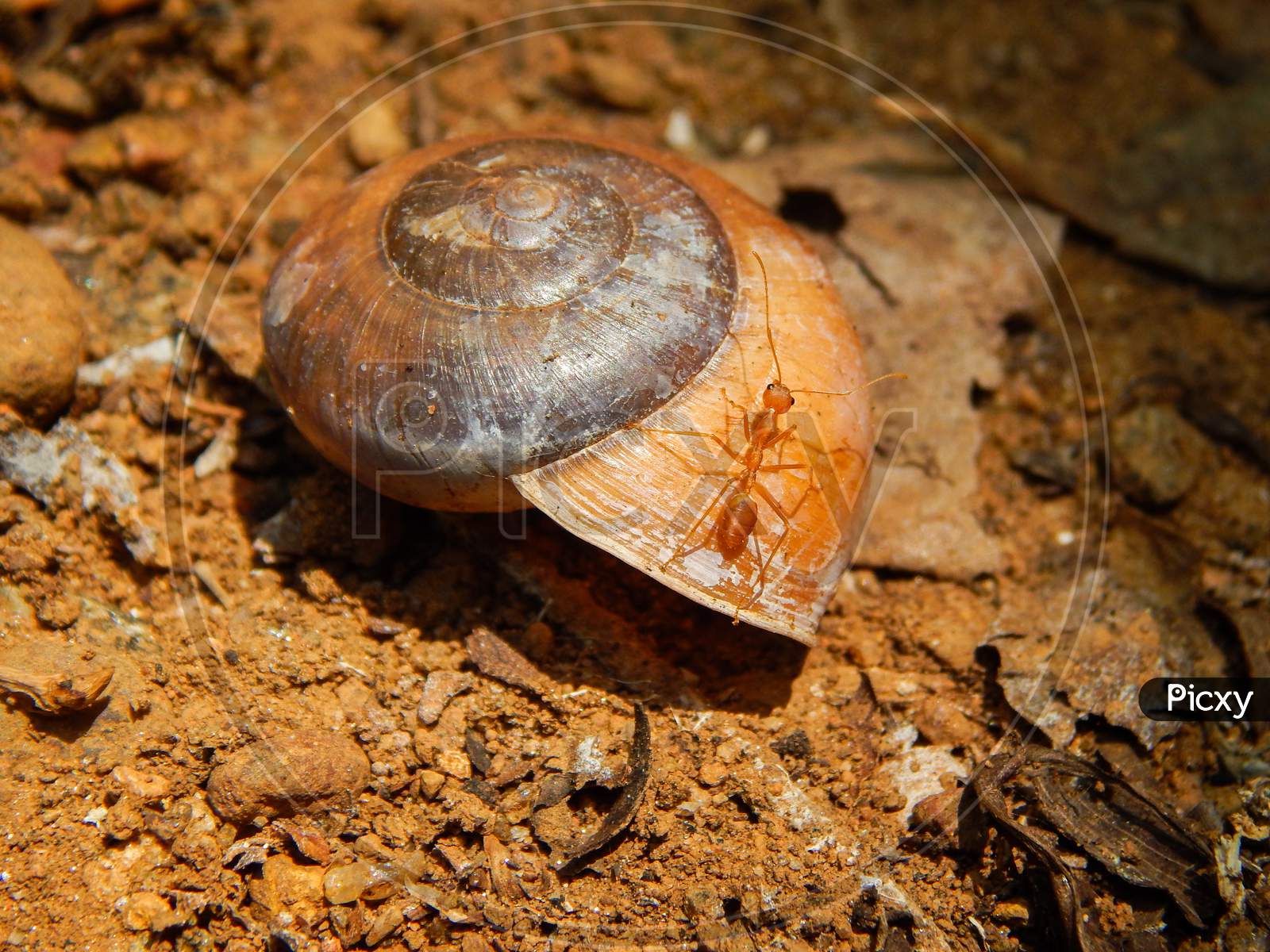 Empty snail shell in red soil and a ant on it