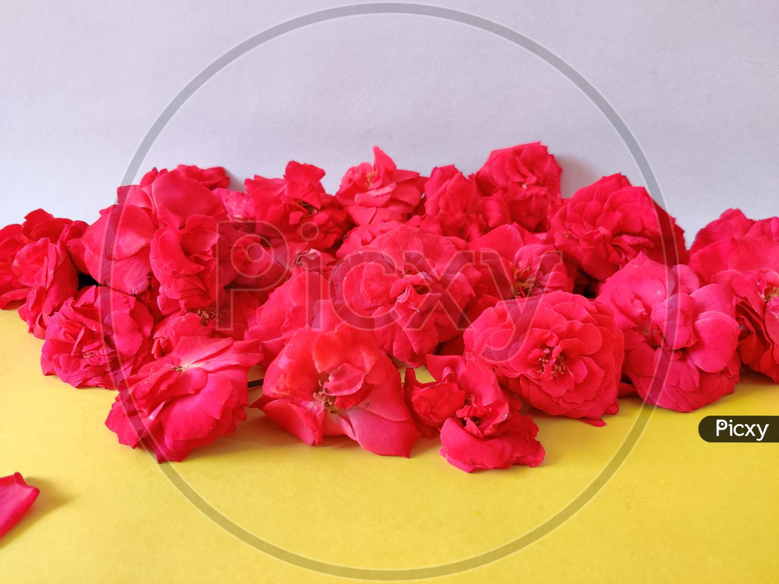 Beautiful Pink Roses Isloated On White And Yellow Background.Side View