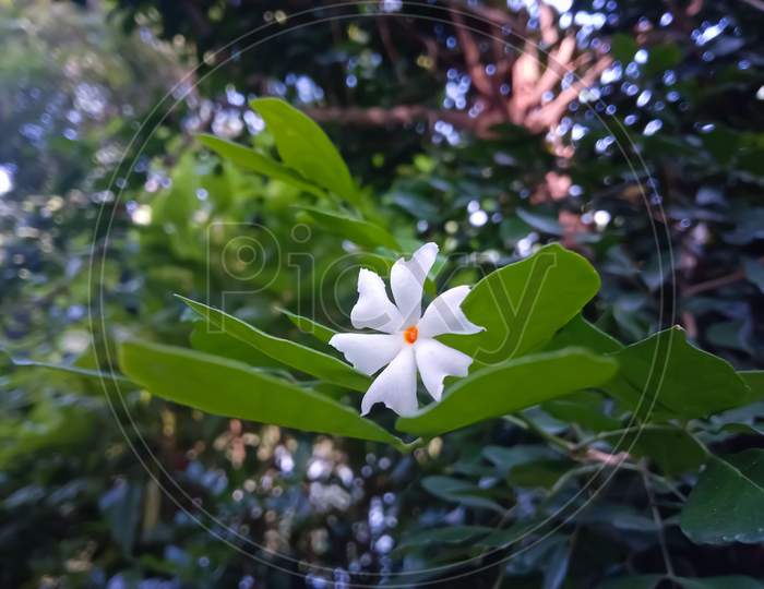 Nyctanthes Arbor-tristis, the night flowering jasmine on the green leaves,at the time of puja
