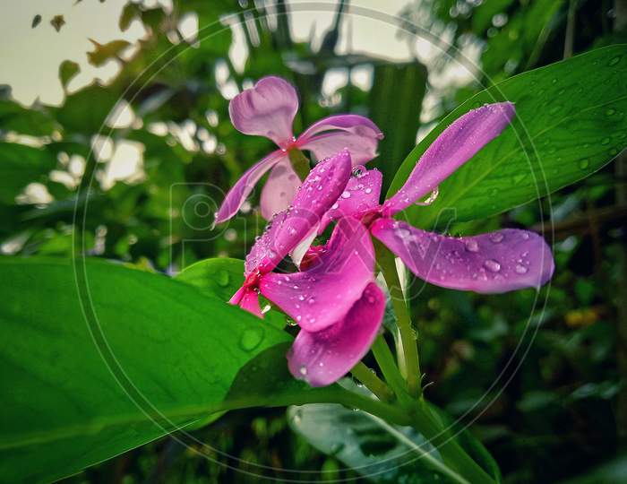 Water droplets on flower